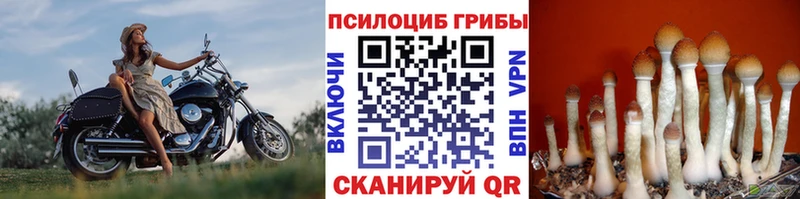 Псилоцибиновые грибы прущие грибы  ОМГ ОМГ как зайти  Буйнакск 